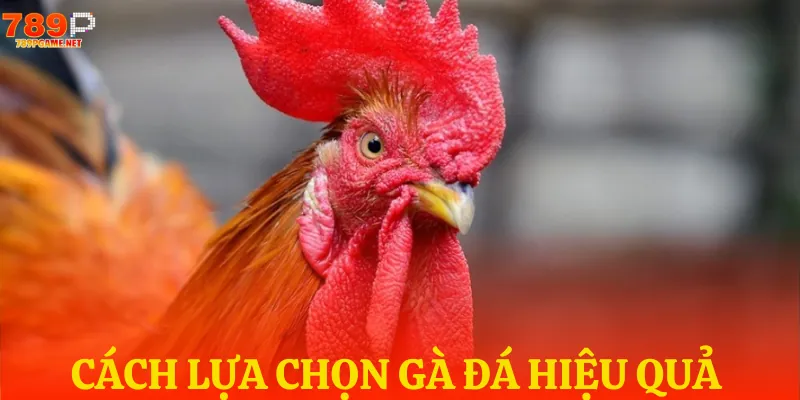 Cách lựa chọn gà đá hợp lý qua xem tướng chuẩn chuyên gia