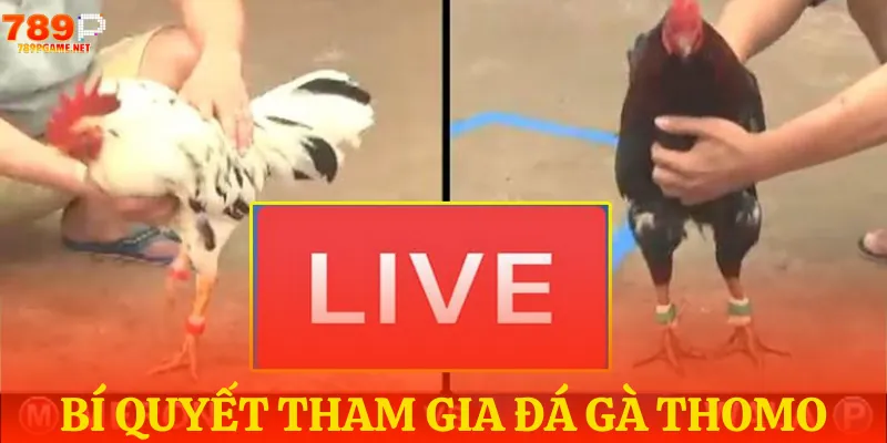 Cách xem đá gà tại trường Thomo trên 789P