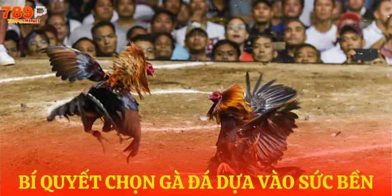 Lối đá của chiến kê thể hiện khả năng chiến thắng đỉnh cao