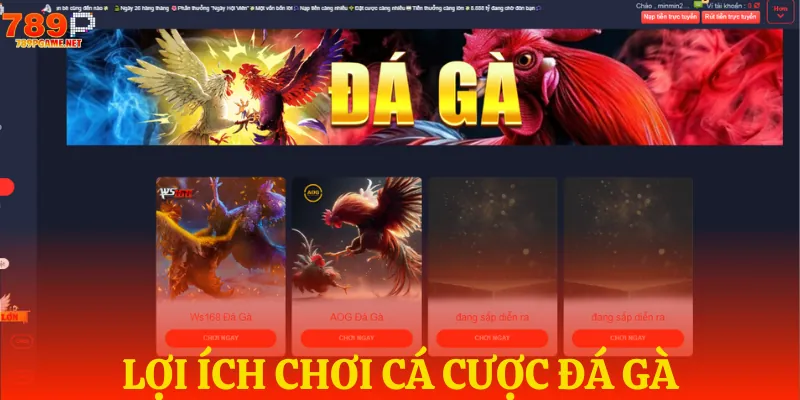 Ưu điểm tại sảnh đá gà 789P Ưu điểm tại sảnh đá gà 789P